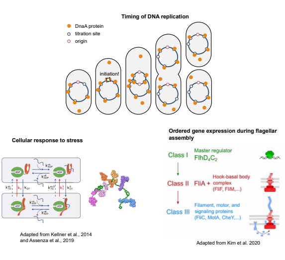 Mini Course: Biophysical Principles of Regulation in Bacteria