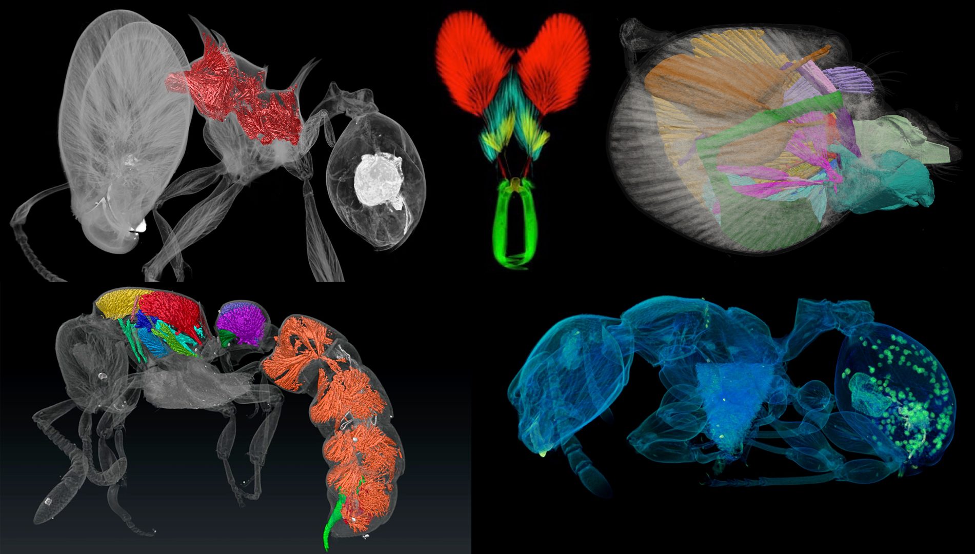 Advances in imaging, quantifying, and understanding the evolution of ant  phenotypes | OIST Groups