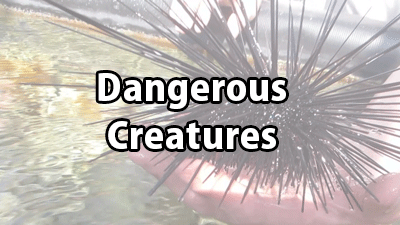 Go to information about dangerous creatures