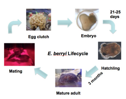 Mollusca Life Cycle