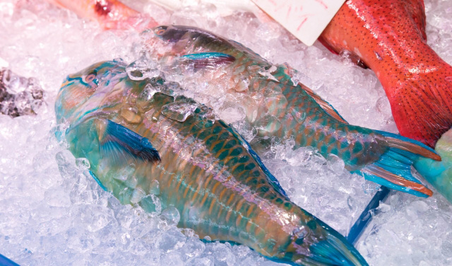 氷の上に並べられた鮮やかな色の南国の魚