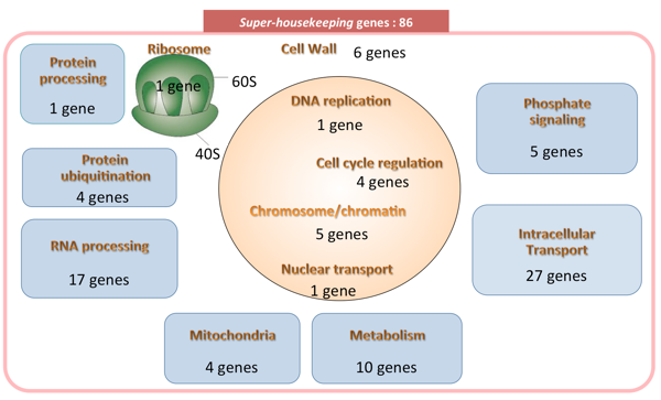 Molecular Mechanisms Of The G0 State | OIST Groups