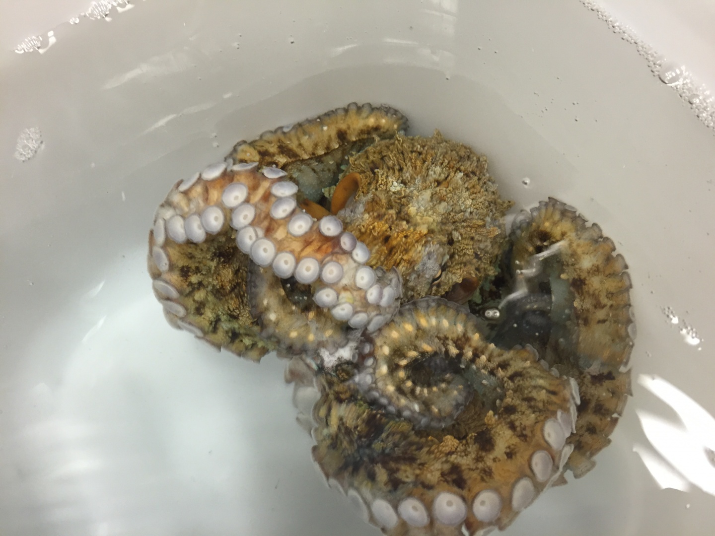 Sampling Octopus ワモンダコのサンプリング 15 09 Oist Groups