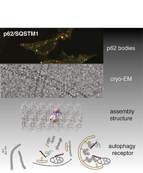 【SEMINAR】by Prof. Carsten Sachse: Structural basis of p62/SQSTM1 ...